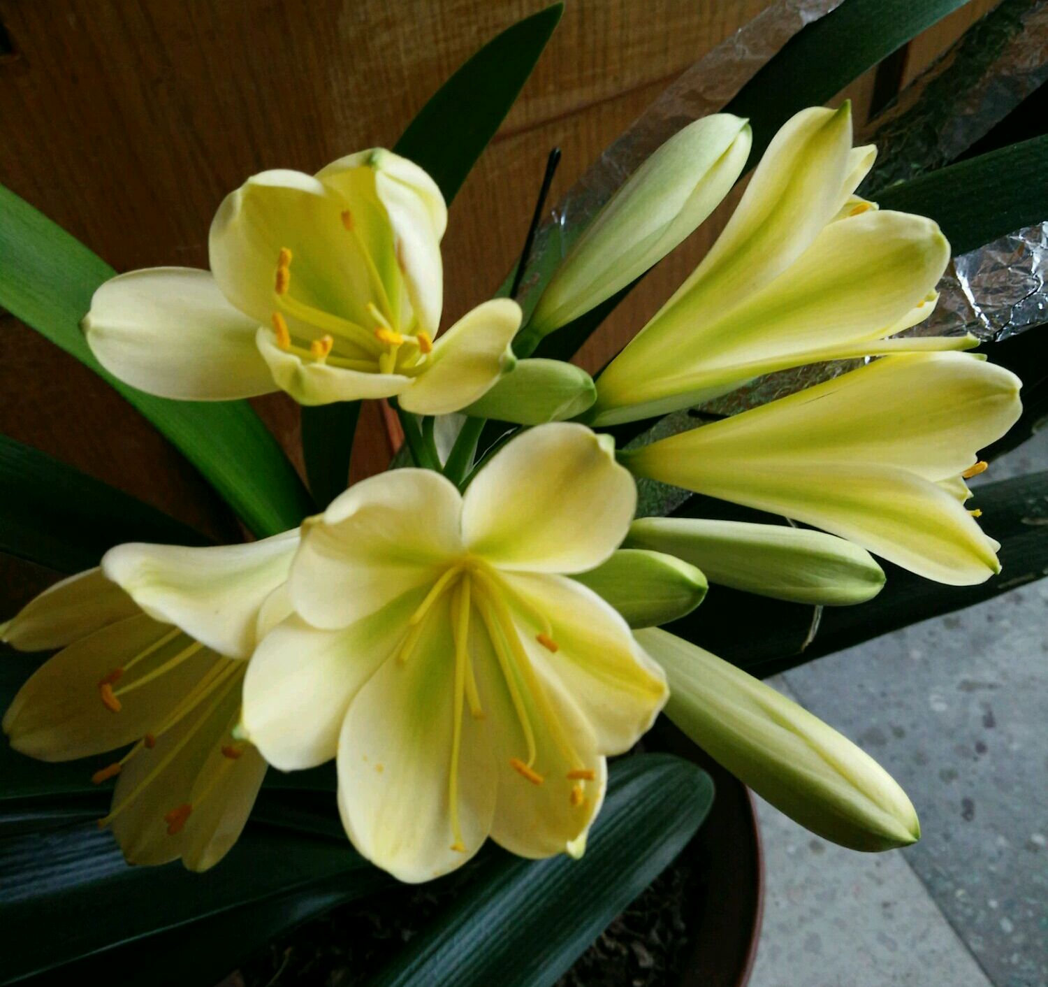 君子兰开花时可不可以浇水,君子兰开花了还需要浇水吗