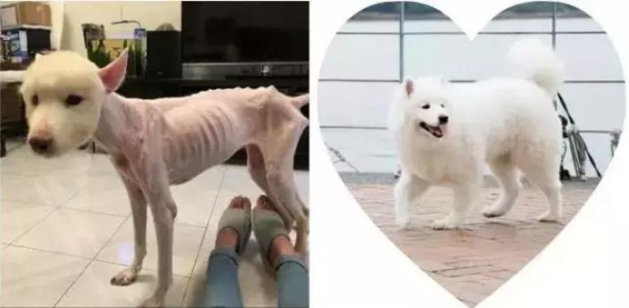 萨摩耶狗狗找领养,领养狗狗萨摩耶免费