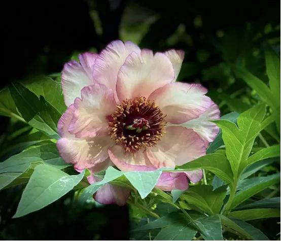 靓妆白里透红,雍容华贵牡丹大红靓装