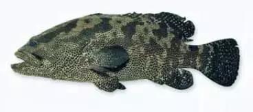 十种受欢迎的海鲜鱼类,最名贵的海鲜鱼类