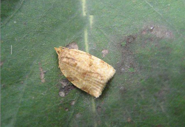 苹果小卷蛾用什么杀虫剂,苹果树卷叶病用什么药