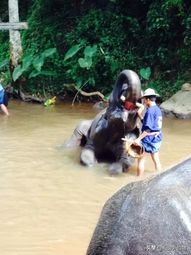 泰北玫瑰的英文,泰北玫瑰图片