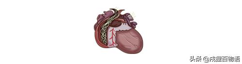 学习！狗狗的驱虫药，如何选择？