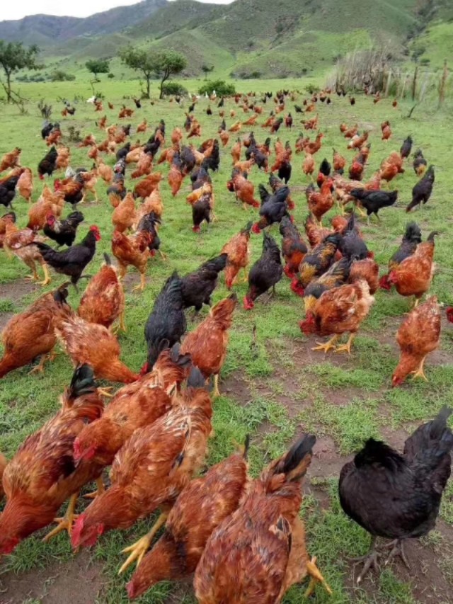 小鸡呼噜甩鼻咳嗽怎么治疗,咳嗽呼噜怎么推拿