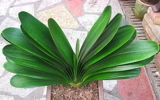 怎么育种君子兰,君子兰叶子全烂了根可以繁殖吗