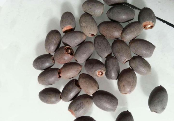 碗莲种子夏天可以种植吗,碗莲夏天开几次花