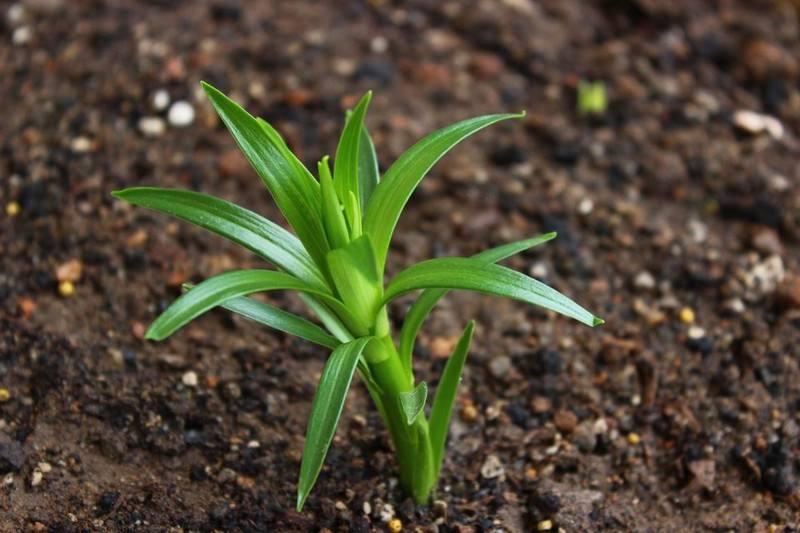 盆栽的百合种球怎样浇水,百合种球盆栽方法图