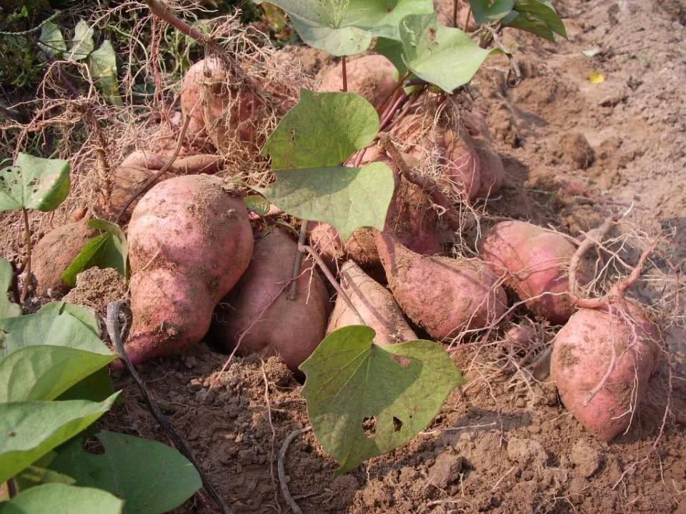 中国本土食物和外来食物有哪些,中国的美食有多少外国人喜欢
