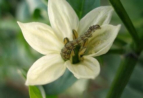 阿维菌素锦鲤杀虫连续杀几天,阿维菌素杀虫效果好吗