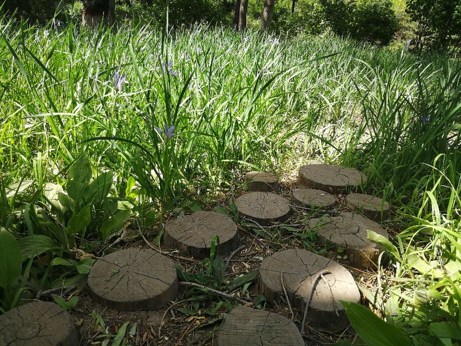 自然写作素材,草木恩典主题思想