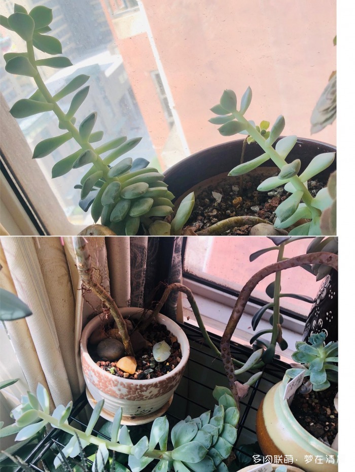 澶忚姳鏈夊摢浜涜姳,澶氳倝鏈夎姳鏈夋灉