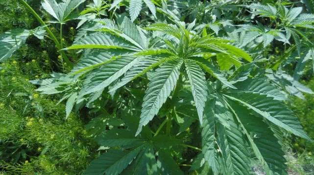 衡水市公安局回放记录,衡水冀州中学杀人案警方通告