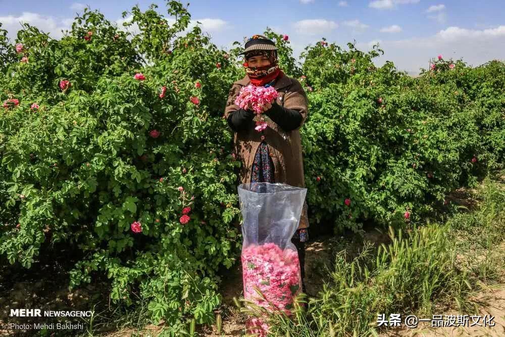 伊犁大马士革玫瑰花,伊朗大马士革纯玫瑰露