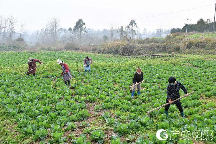 人勤春来早全力备春耕,人勤春来早农事忙春耕备耕