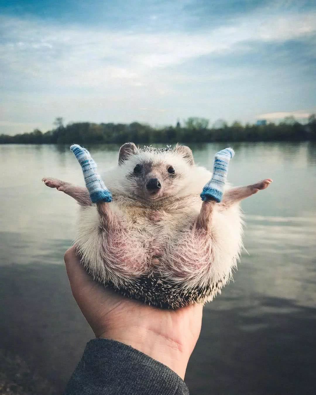 网红小刺猬——过成了你最想要的样子。