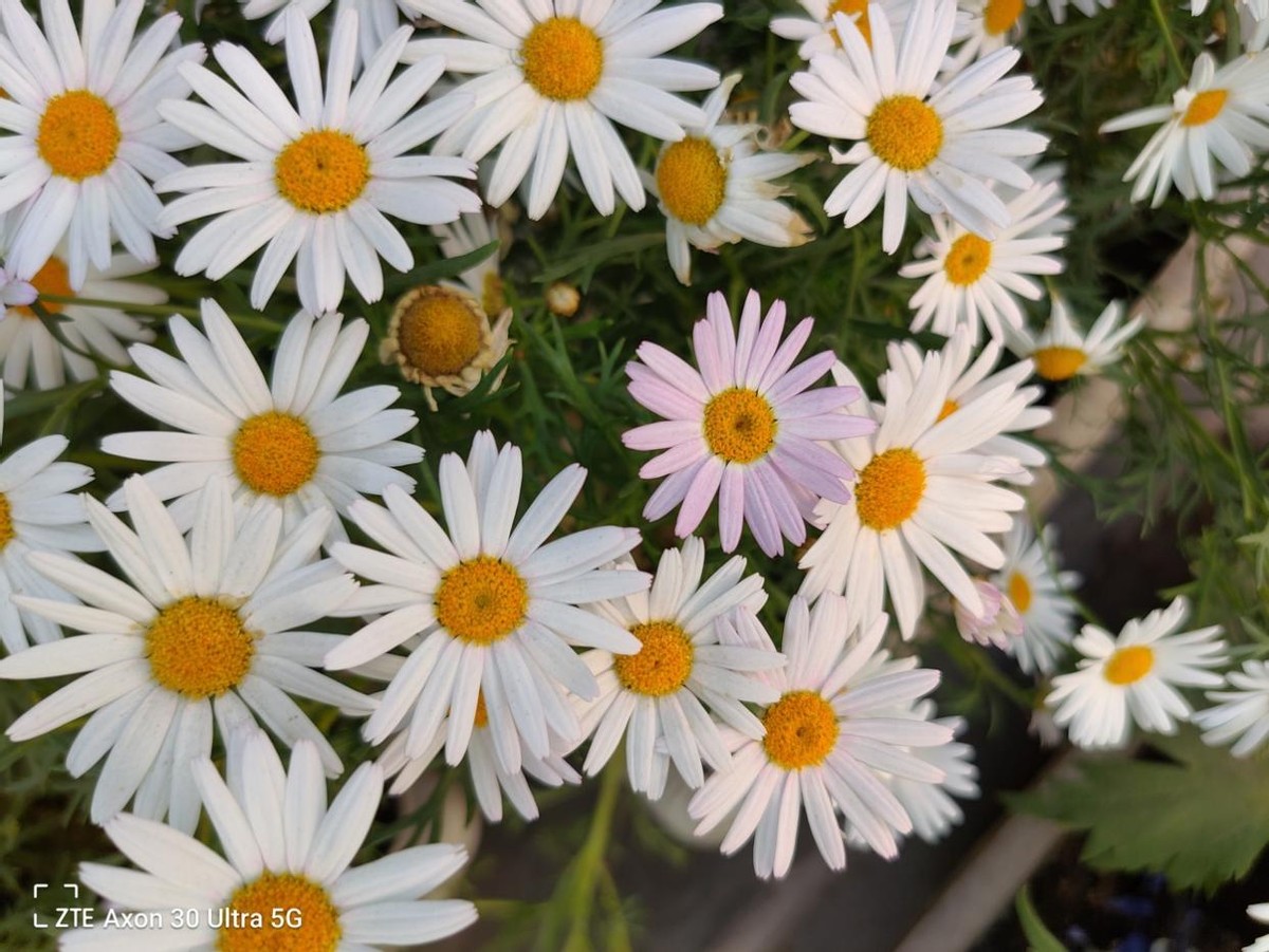 6400万高清三主摄中兴Axon30Ultra高能影像旗舰评测