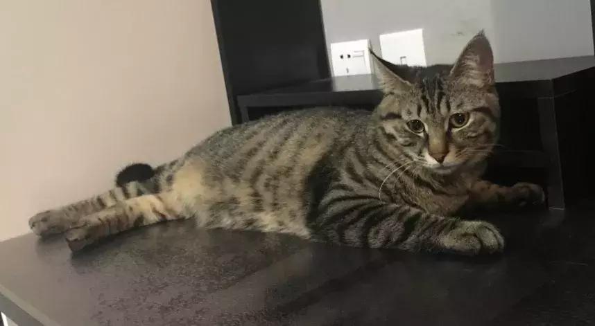 给它们一个家|线上宠物领养日,201903102