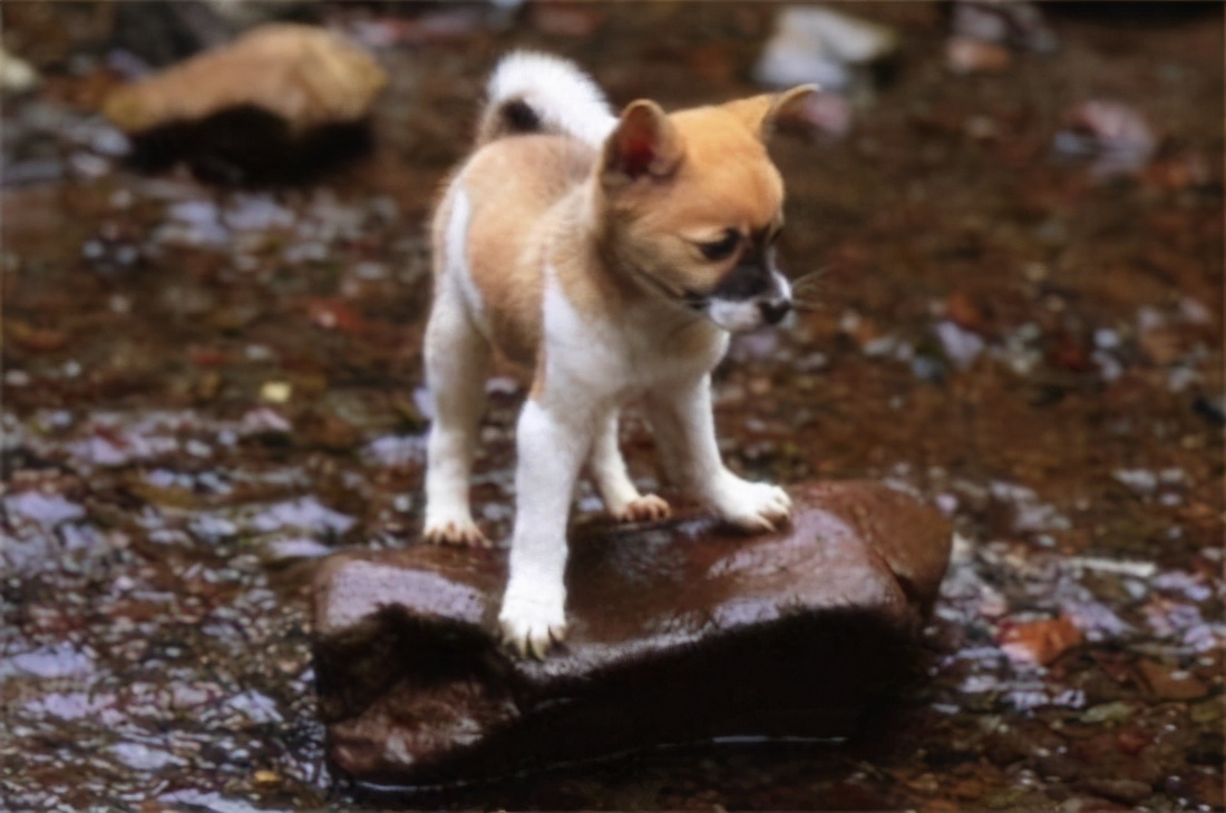 狗狗走丢怎么找,狗狗走丢了一般会躲在这6个地方