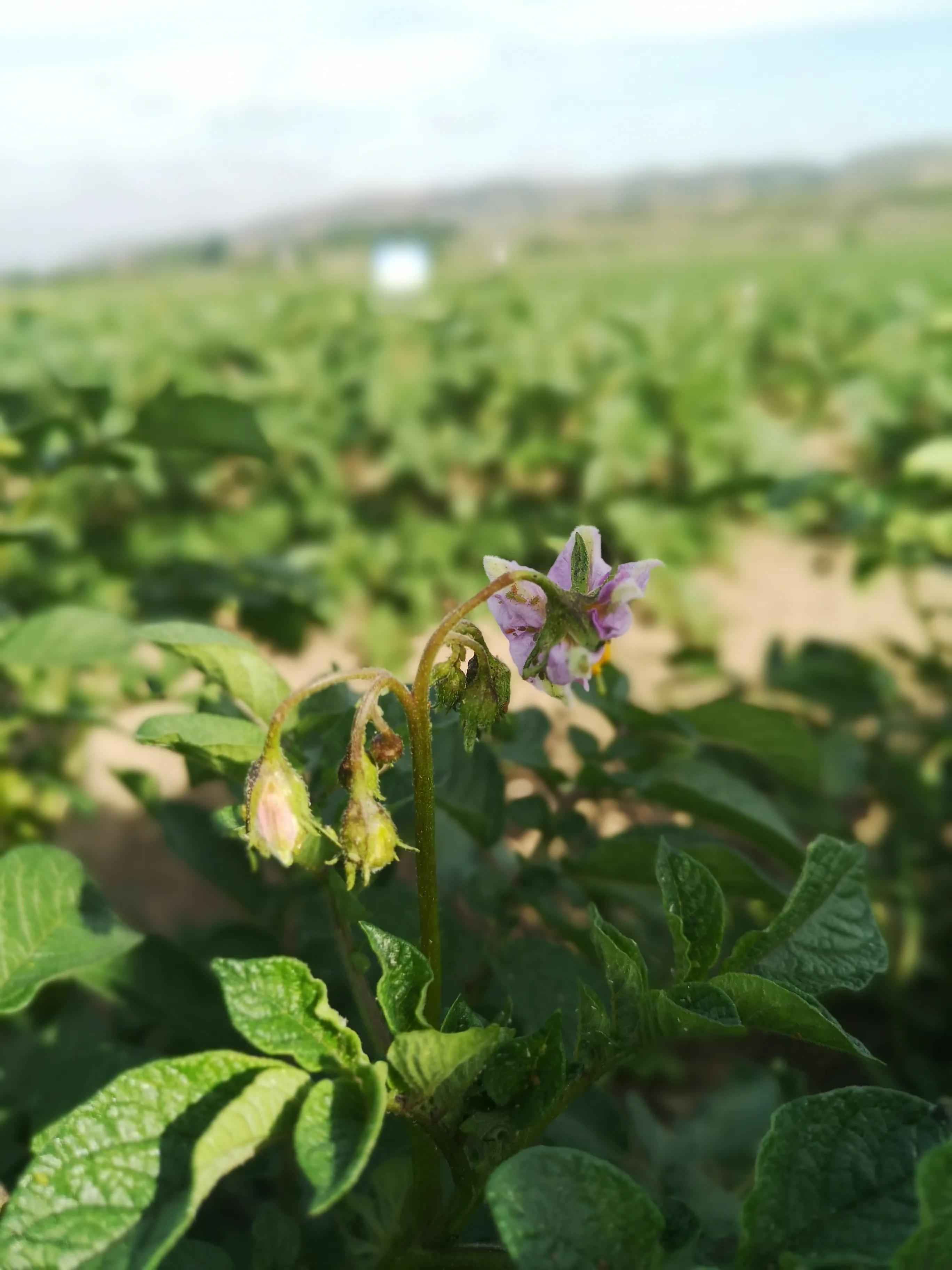马铃薯抗旱栽培技术培训总结,马铃薯保水保油