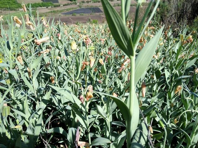 发家致富好项目农村,发家致富赚钱好项目小生意