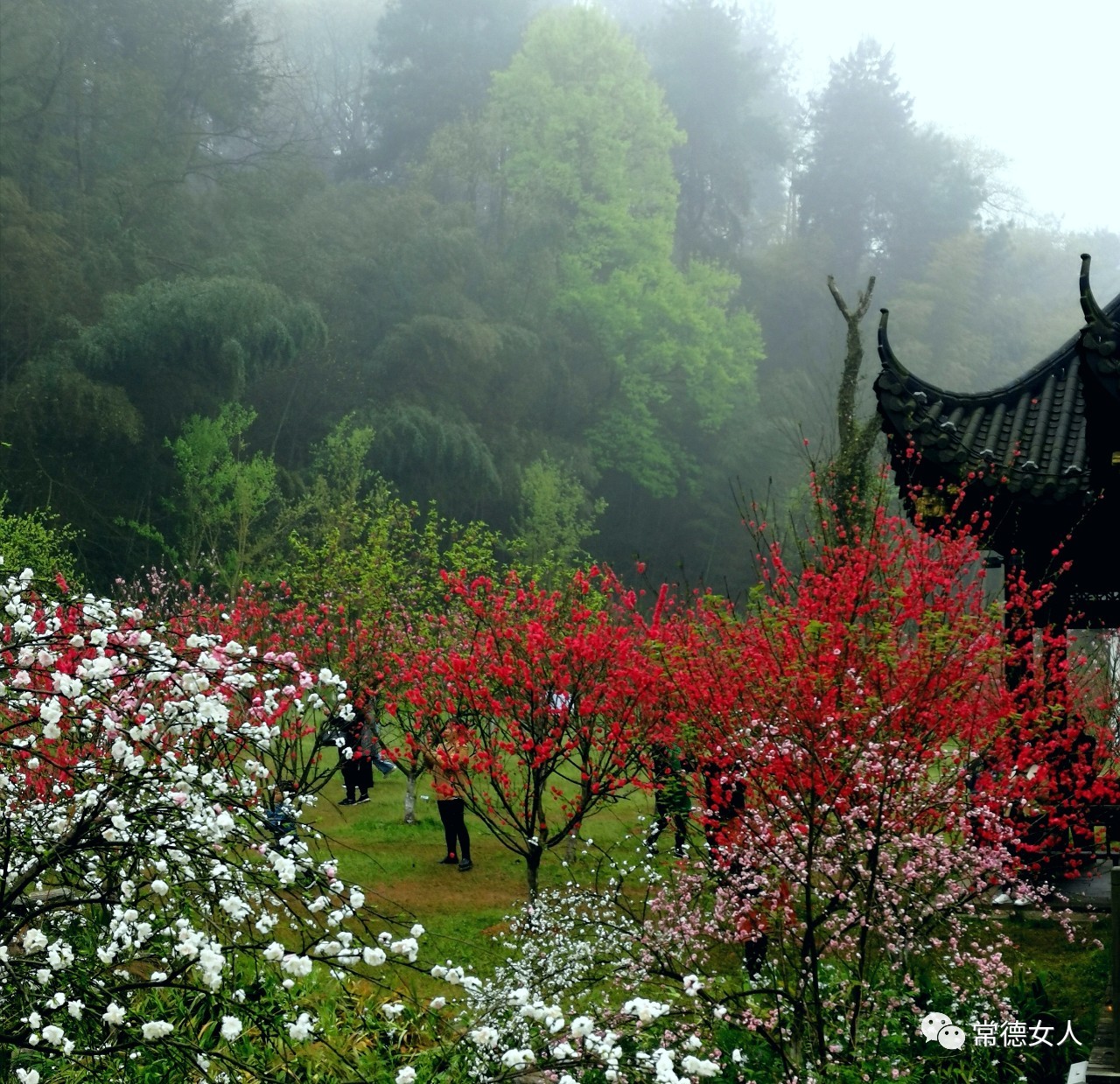 桃花源又见桃花开,盛景等君来,你若不来、花为谁开?