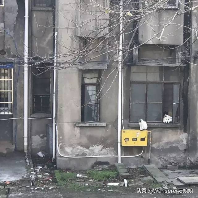 多亏这些宝藏网友，让我笑到免疫力增强