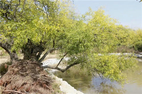 古枣林，古村落……湖北随县华宝村“红玉”飘香，值得你来看