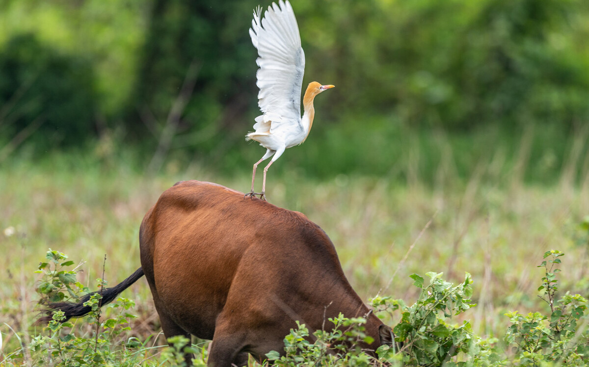 东江揽胜,惠州淡水常见鸟类图谱