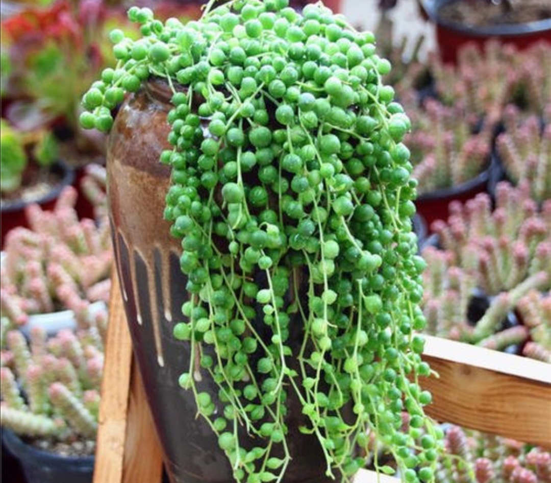 养珍珠吊兰,掌握好5项要点,“珍珠”长满花盆,漂亮又美观