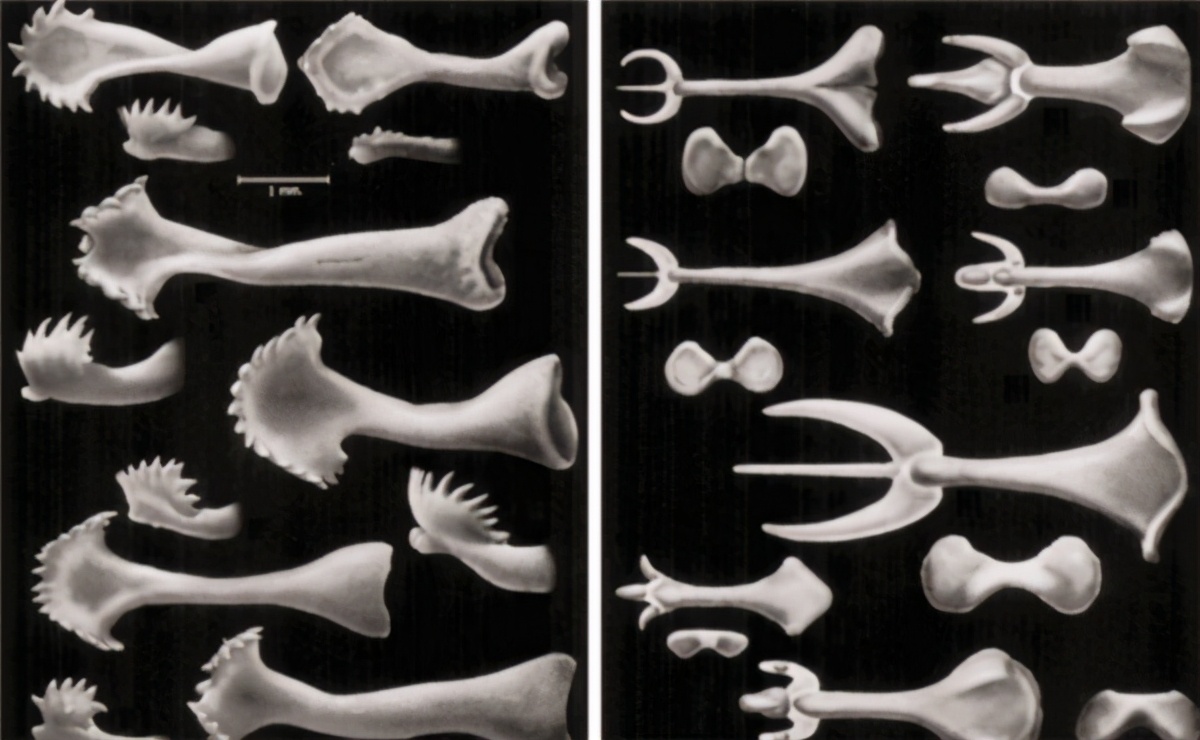 神奇的“丁丁骨”在哪里？人类“那方面”是进化了，还是退化了？