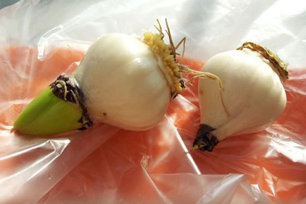 水培风信子可以转为土养吗,风信子水培如何繁殖