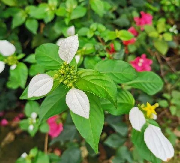 绿植长出白斑点,长叶片有白色条纹的绿植