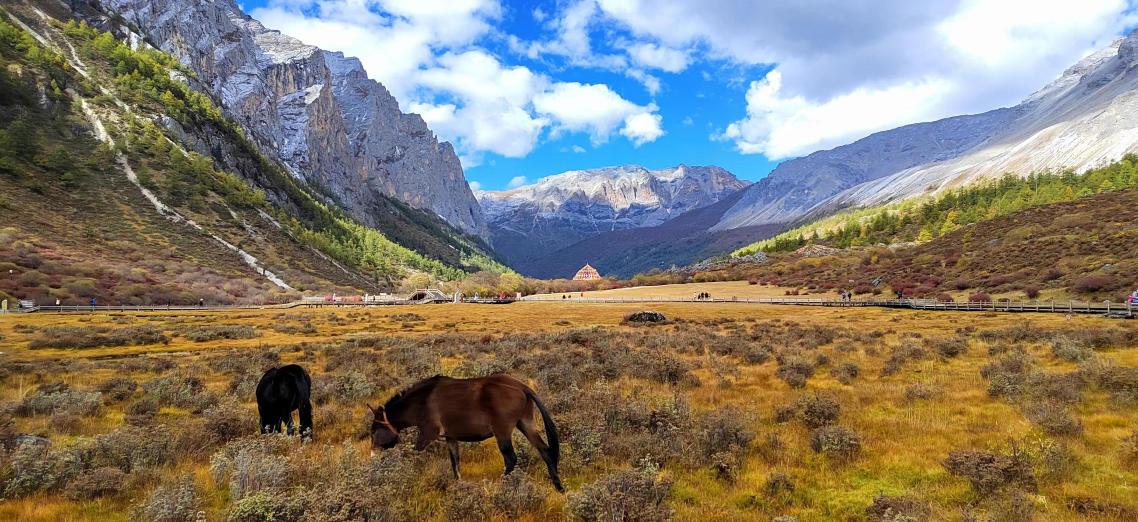 秋天的怀念作者,秋天的怀念
