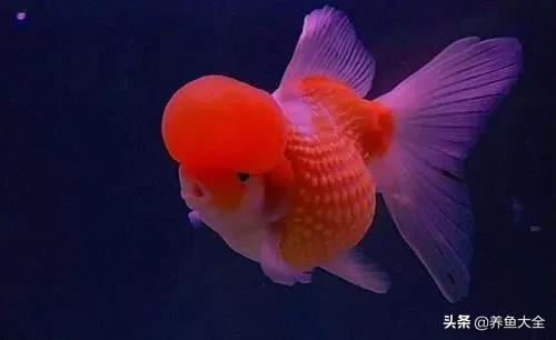 治疗鱼病最好的方法,鱼病的治疗心得