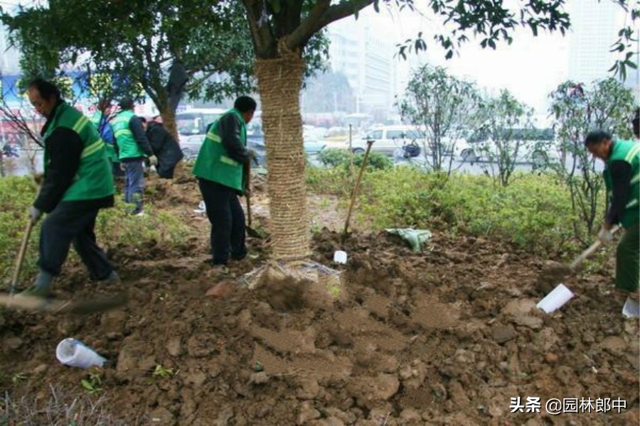 大树移植后浇水的正确方法,大树移植后施什么肥料