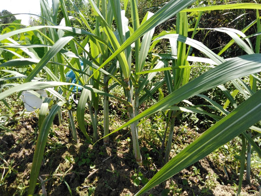 黑皮甘蔗怎么种又大又甜,黑皮甘蔗怎样种植才能又粗又甜