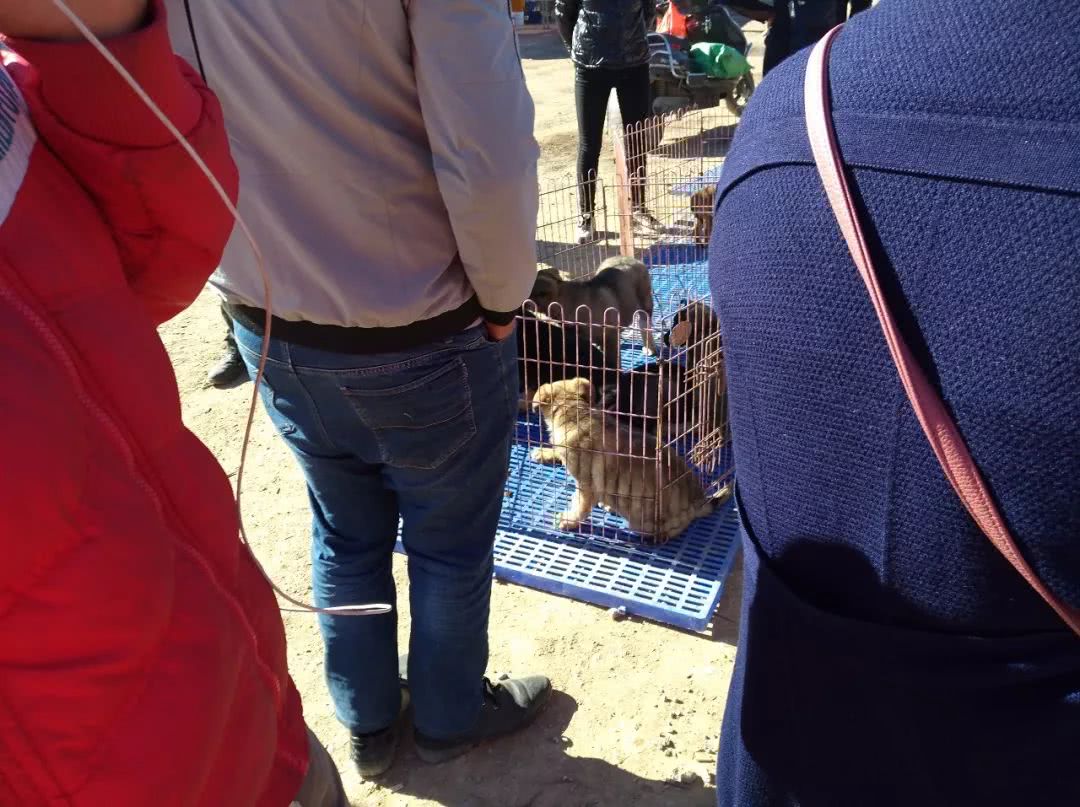 狗市昆明犬幼犬多少钱一只,在哪里可以买到最好的昆明犬幼犬