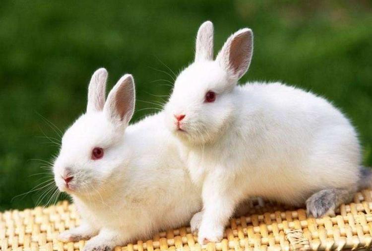 小兔洗澡真的会死吗,小兔洗澡不动怎么办