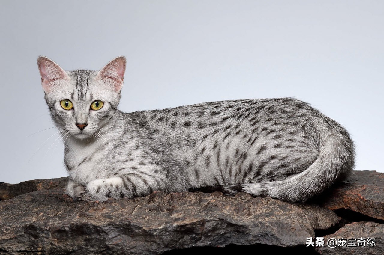 有这几个特征的猫咪真的值得养,这5种出了名的猫咪有你想养的吗