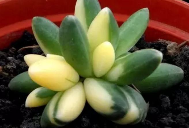 怎么能让多肉出锦,怎么让多肉出锦