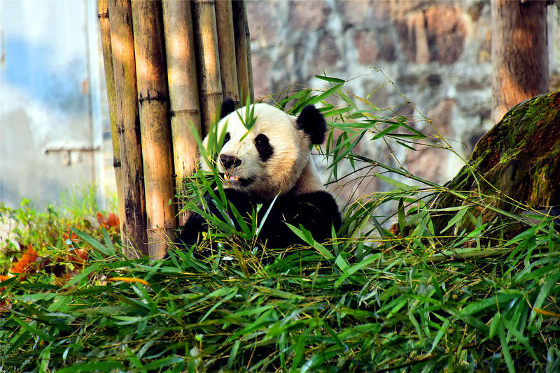 置身于童话中的九寨沟,畅游人间仙境黄龙九寨沟七日游