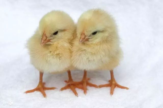 中兽医防治鸡病的药物,鸡专用常用兽药