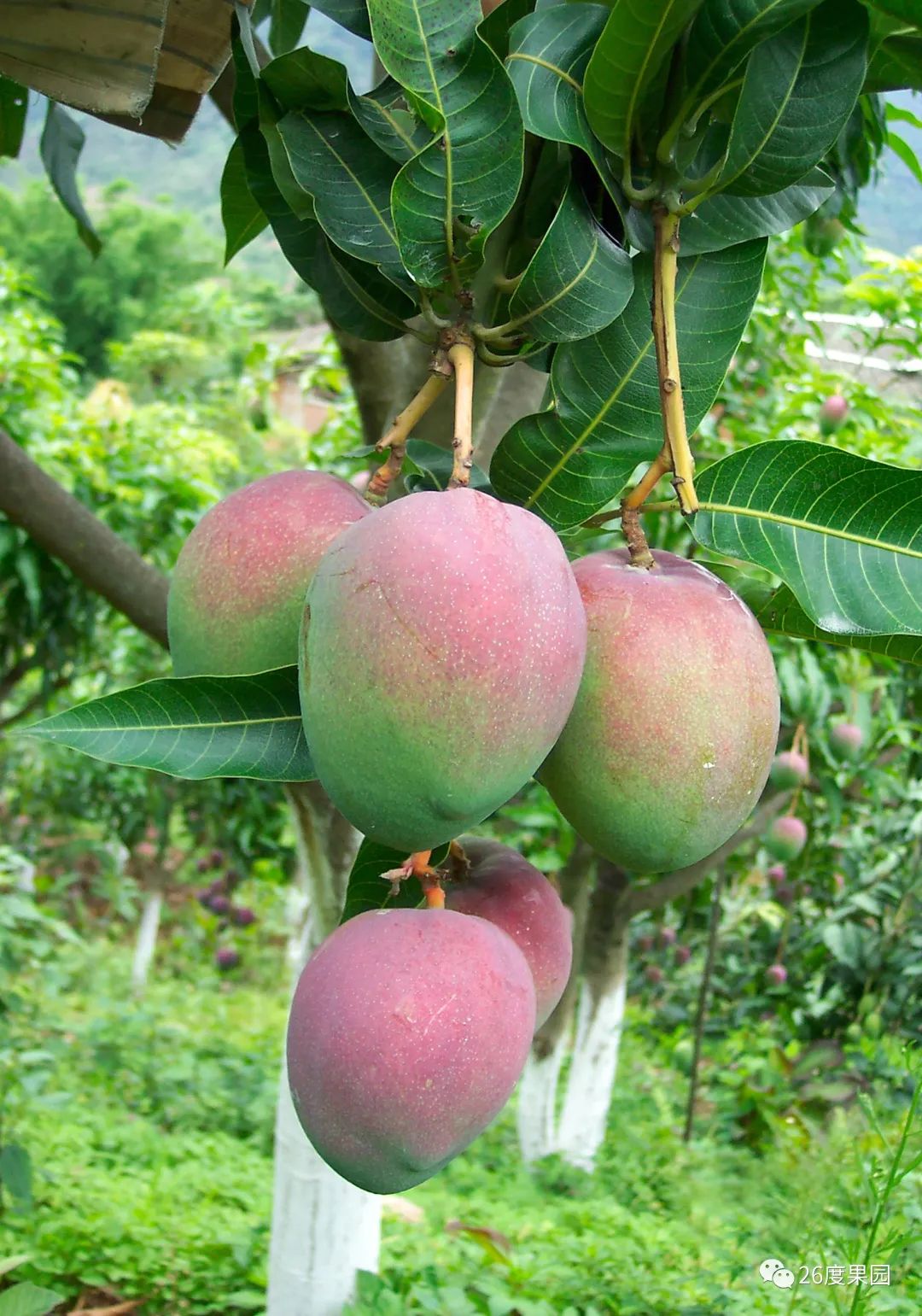 苹果芒都有哪些品种,七彩苹果芒