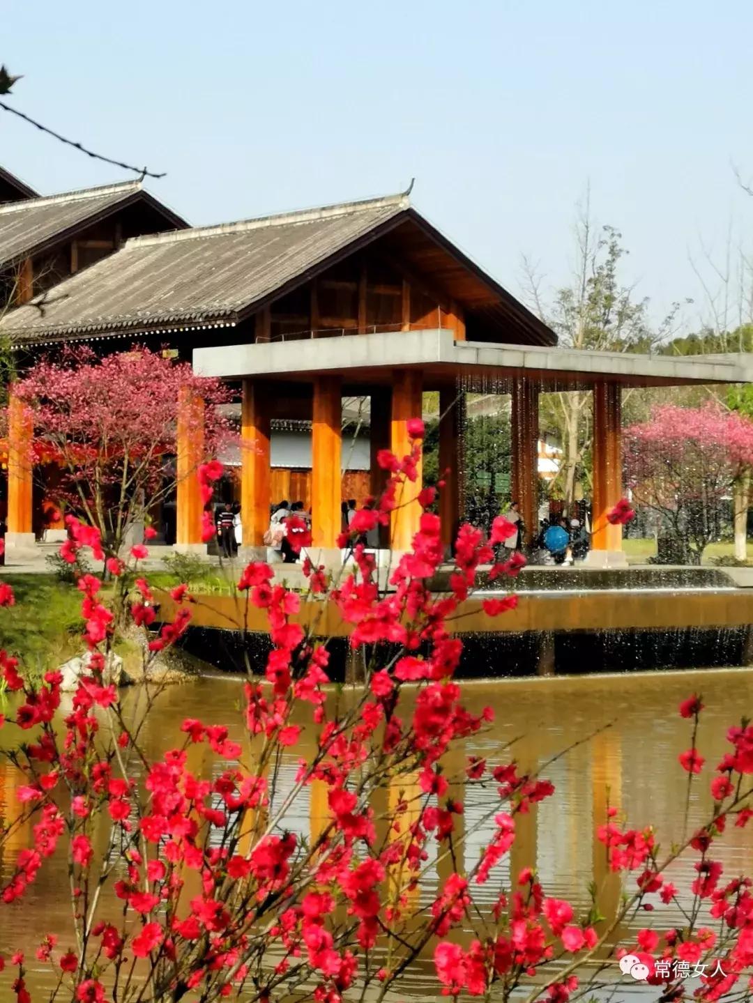 桃花源又见桃花开,盛景等君来,你若不来、花为谁开?