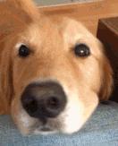 幼犬不听话可以电它吗,宠物不听话控制不住