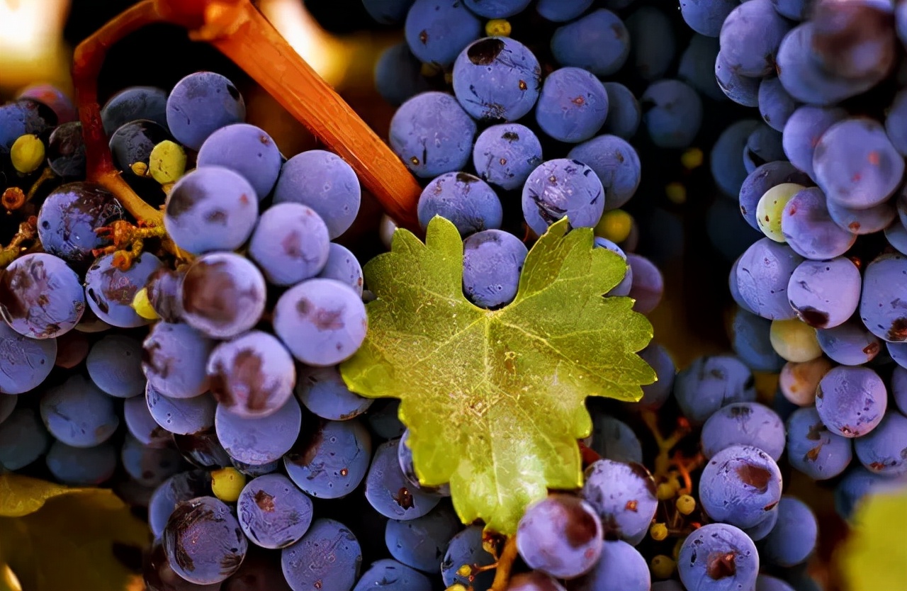 玛彤之梦超级波尔多葡萄酒,超级波尔多葡萄酒