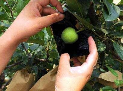 给苹果套袋的技术,如何提高柑橘果面光泽