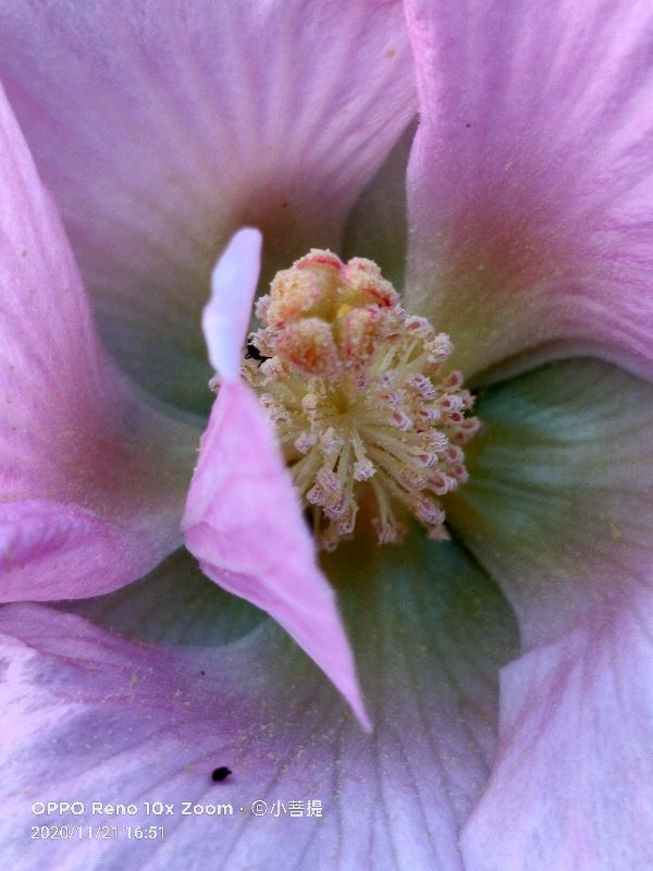 这种花通常用来比作美丽的女子,有人拿来做药,还有人当野菜吃