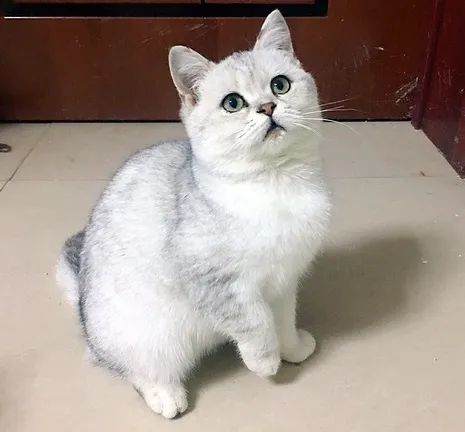 猫咪疯狂掉毛怎么回事,猫咪疯狂掉胡子