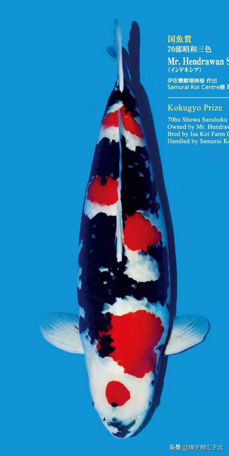 怎么分辨锦鲤有没生病,锦鲤生病的最佳方法